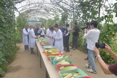 第十屆中國(guó)(武清)北方鮮食玉米大會(huì)圓滿落幕，科技創(chuàng)新引領(lǐng)鮮食玉米產(chǎn)業(yè)新篇章